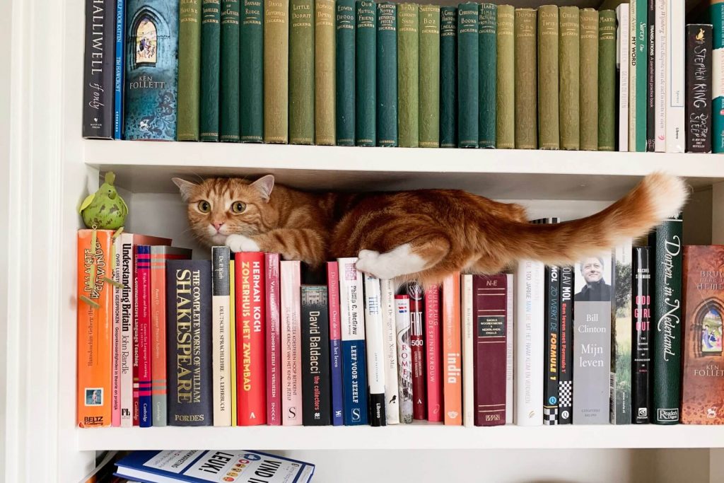 Cat squished in bookcase